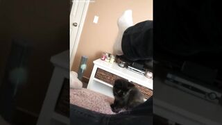 Funny Cat video compilation 2023 | Animals video compilations.
