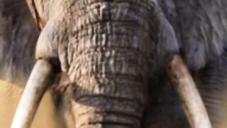 What is the most dangerous animal