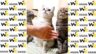 Funny Animals Videos 2023 | Funniest Cat and Dogs Videos Compilation 4