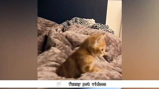 Funniest Animals 2023 - Funniest Cats and Dogs & 09 Part 23