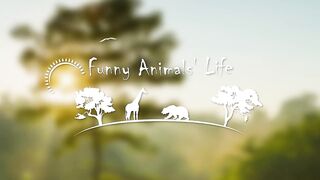 Funny Animal Videos 2023 © - Funniest Dogs & And Cats &