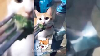 NEW FUNNY ® VIDEOS 2023 Cutest Cats]? And Dogs 1? lI Wow Animals