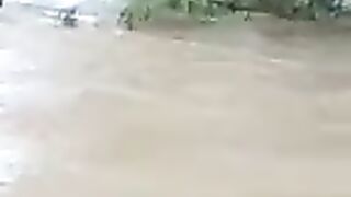COw  and water