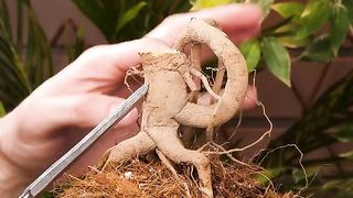 Handy Grafting Ideas Using Trees!