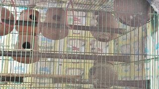 Finch