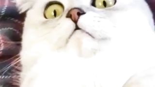 Cute cats funny moments????????????????????????????