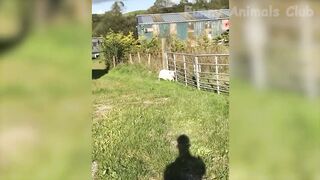 Funny Animals Videos 2023 ???? - Funniest Dogs And Cats Videos ????????