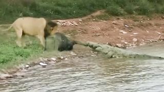 lion vs crocodile 2