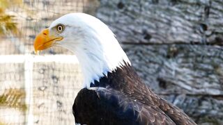 Eagle hunter/ beautiful Bird