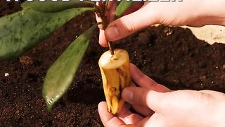 Banana NOT Only in The Garden