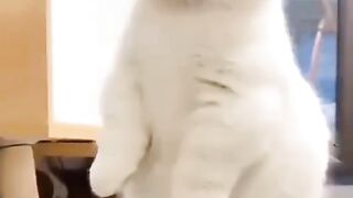 smart and cute cat