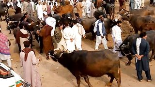 cow mandi today video #today