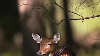 Deer in Forest