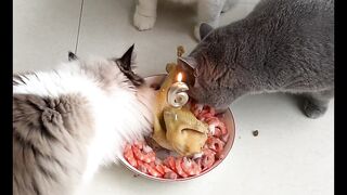 Beautiful cat ???? funny cat videos 2023