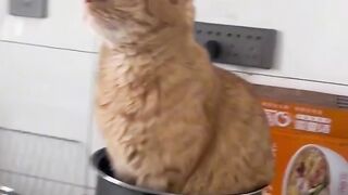 Cute and Funny TikTok Animal Videos You Can't Resist 2