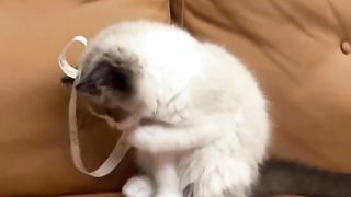 Beautiful cat videos 2023