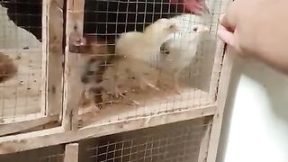 Seal  hen chicks