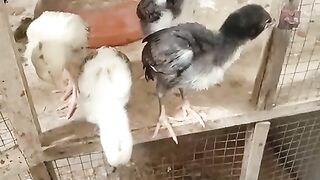 Seal chicks  sale