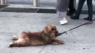 Funniest dogs of TikTok