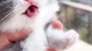 Very Beautiful Cat