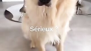 Le chien