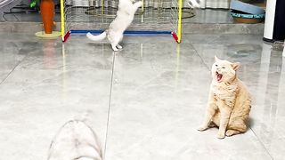 cats funny football game video