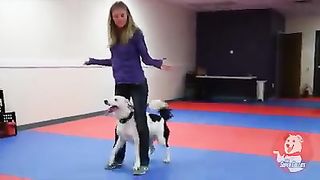 HotGirlPlayingWithDog.