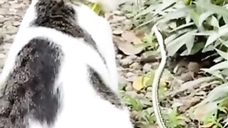 Funny animals compilation video 2