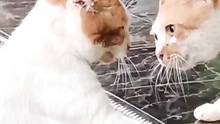 Combat de chat