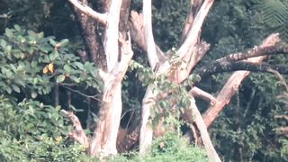 Big tree in wilderness
