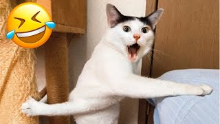 Funny Cats / Dogs - Funny Animals