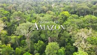 Animals in Amazon in 4k Result