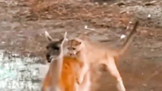 Pets and Animal Fight Tiger Hunded the Haran