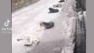 Funny video like 4