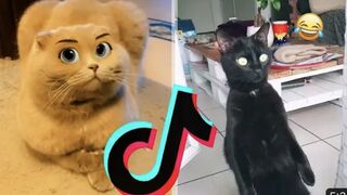 Les TikTok d’animaux qui m’ont fait le plus rire (compilations)