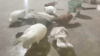 iseng iseng ternak merpati akhirnya berkembang banyak