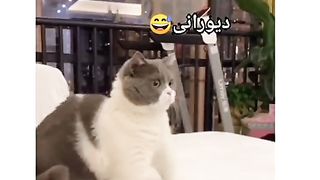 Funny video like 6