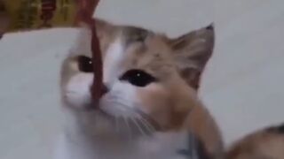 Watch soon! Funny cat videos 2023 part 28