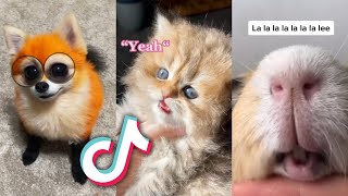 The CUTEST TikTok ANIMALS that will MAKE YOUR DAY... 2
