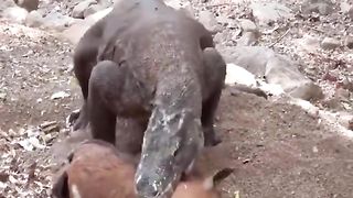 Animal video 2