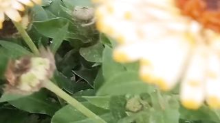 Flowers 5