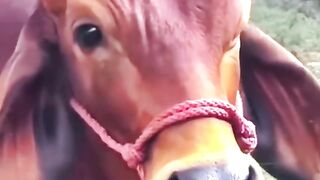 Funniest Animals Video -  Videos of 2023 !#2