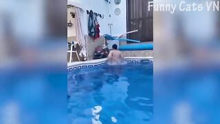 Cutest Cats and Funnniets Dogs ���� | Funniest Animal 2023 �� | Funny Animal Videos(360p).
