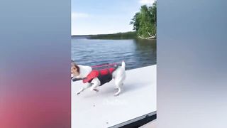 Animaux les plus drôles ???? Vidéos drôles de chats et de chiens ???????? Partie 3 | Chat Drôle