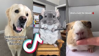 The MOST CUTE Animals From TIKTOK...