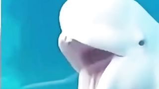Les TikTok d’animaux les plus drôle (compilation)