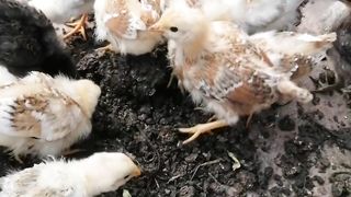Kitchen waste or janwron k fuzla zaya mt kren|bilal633|