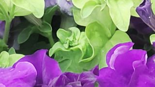 Garden Flowers
