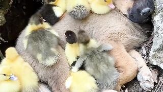 СЕЛСКА ИДИЛИЯ 3