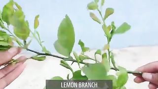 How to propagate lemon tree from cuttings with Potato | With 100% success